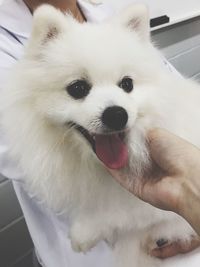 Close-up of dog sticking out tongue