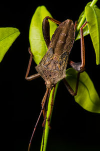 Close-up of insect on leaf