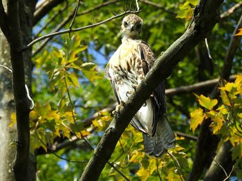 Juvenile red tailed hawk perched on branch staring at camera