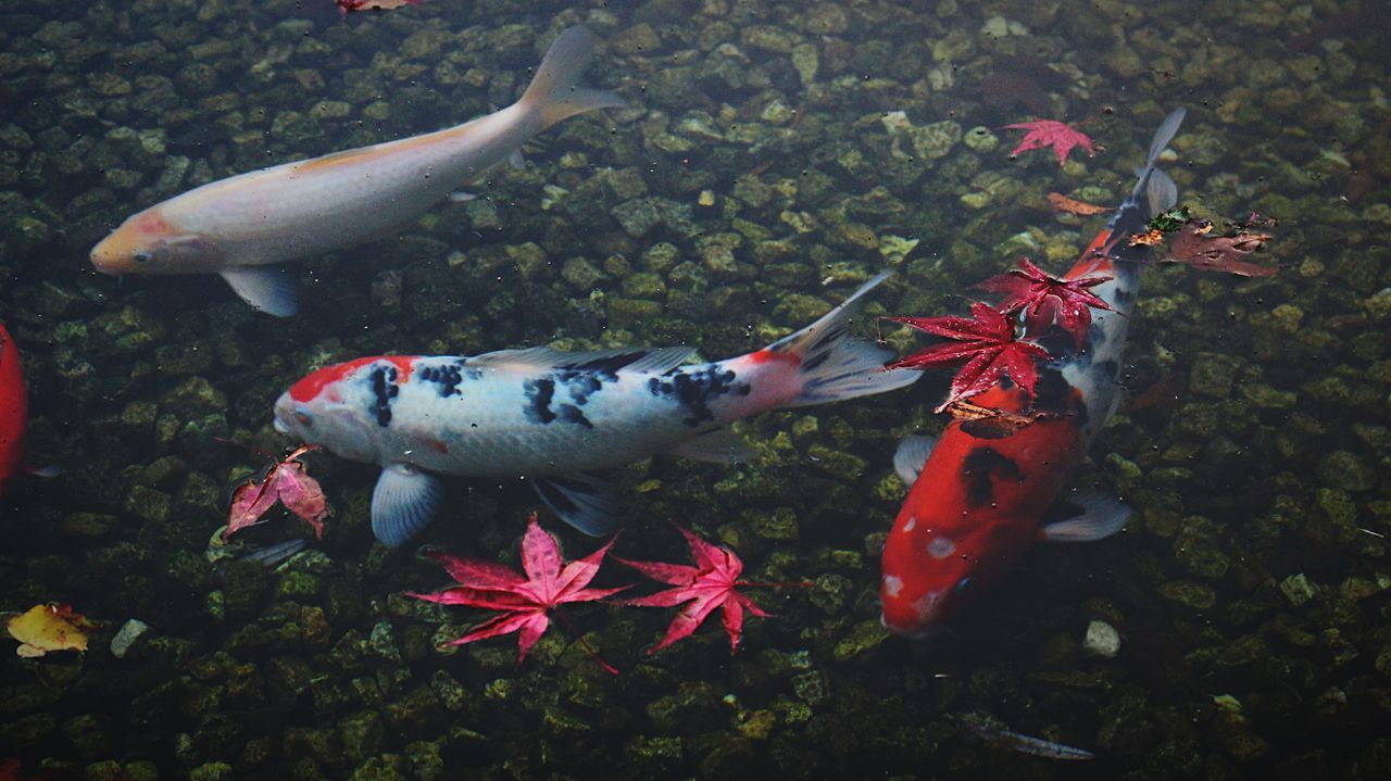 fish, animal themes, high angle view, animals in the wild, sea life, wildlife, no people, nature, outdoors, day, animal representation, close-up, field, water, red, dead animal, death, medium group of animals, underwater