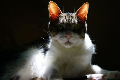 Close-up portrait of cat
