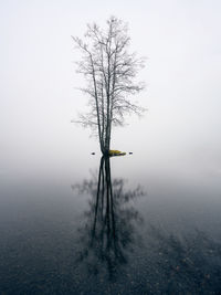 Bare tree in lake during winter