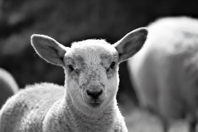 Close-up portrait of sheep