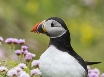 Close-up of bird perching on flower