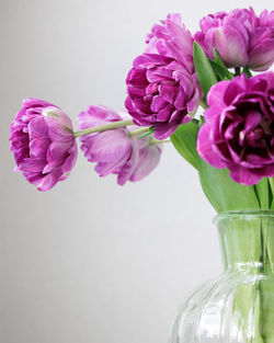 Close-up of pink roses