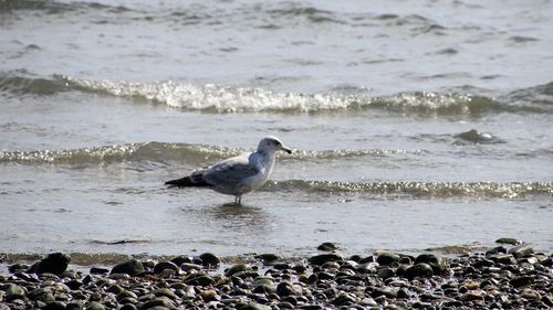 Seagull perching in water at beach