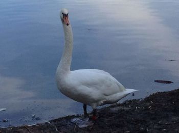 Swan in a lake