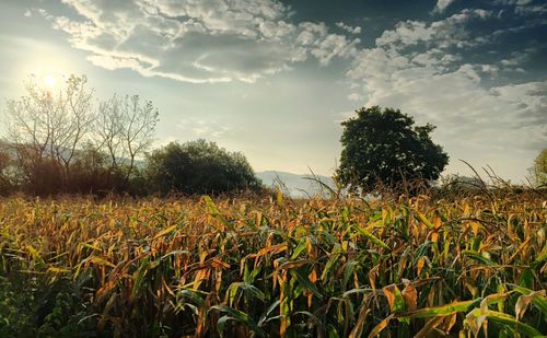 Plants growing on field against sky