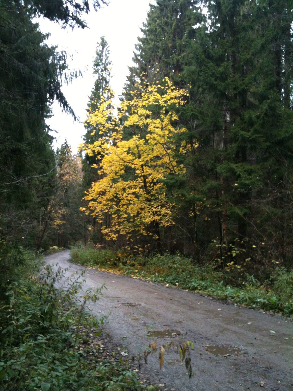 tree, growth, tranquility, beauty in nature, autumn, nature, tranquil scene, forest, change, yellow, season, lush foliage, scenics, day, green color, branch, outdoors, no people, clear sky, non-urban scene