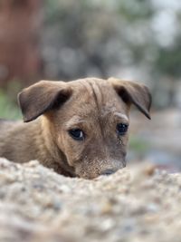 Close-up portrait of dog outdoors