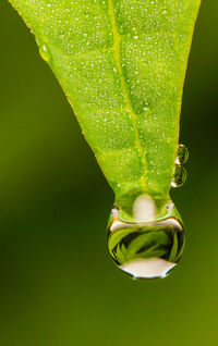 Close-up of plant against blurred background