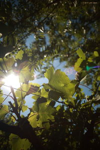 Low angle view of tree against sky