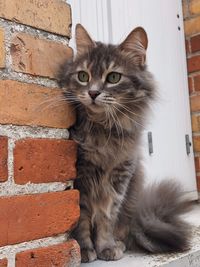 Portrait of cat sitting against wall