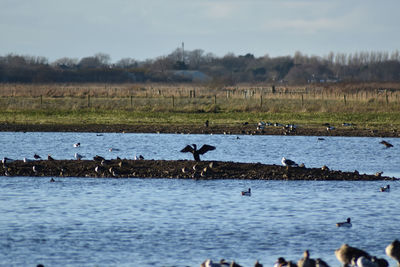 Birds on a lake