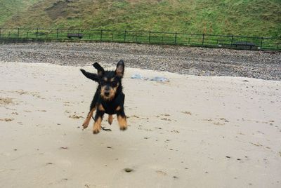 Portrait of dog on field