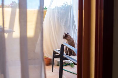 Cat sitting on chair in back yard seen from window