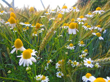 Close-up of white crocus flowers growing on field