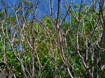 Low angle view of trees in forest