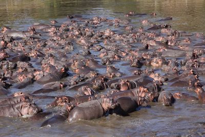 Hippopotamuses on lake