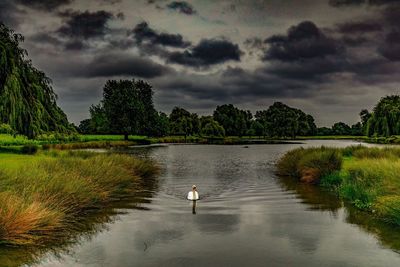 Swan swimming in lake against sky