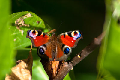 Close-up of insect perching on leaf