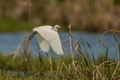 Bird flying over a field