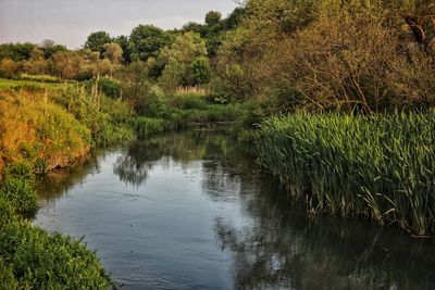 Scenic view of lake in forest