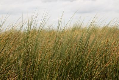 Crops growing on field against sky