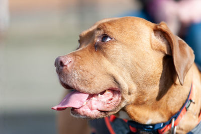 Close-up of a dog looking away