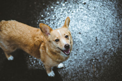 Close-up portrait of dog