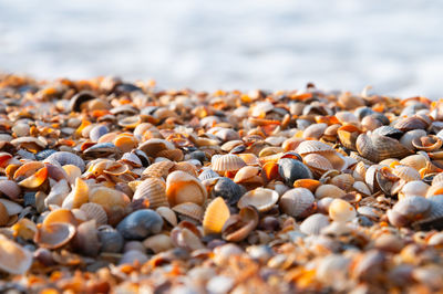 Close-up of seashells