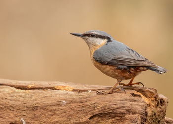 Close-up of bird perching on wood