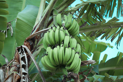 Fruits growing on tree