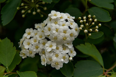 Close-up of white flowering plant