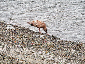 Seagull on lake