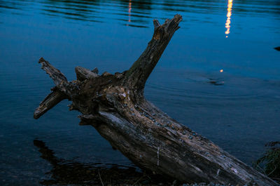 Close-up of tree trunk by lake