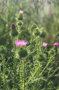 Close-up of thistle blooming outdoors