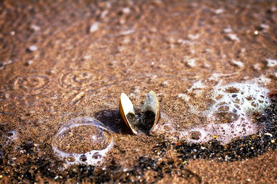 Seashell on sandy beach