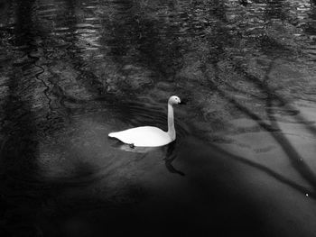 Close-up of swan swimming in lake