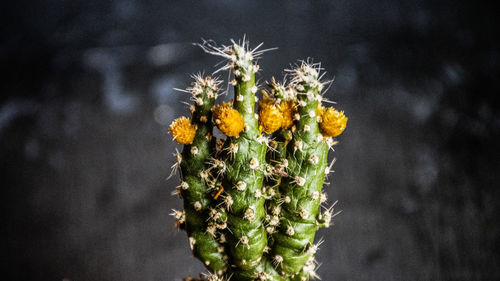 Close-up of flowers blooming outdoors