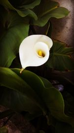 Close-up of frangipani blooming outdoors