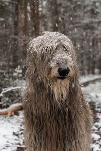 Close-up portrait of dog in snow