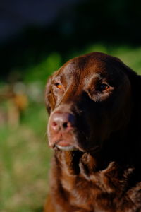 Close-up of dog