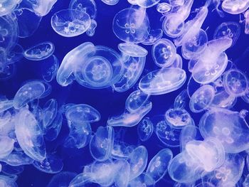 Close-up of jellyfish swimming in sea