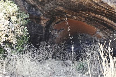 Close-up of rock formation in forest