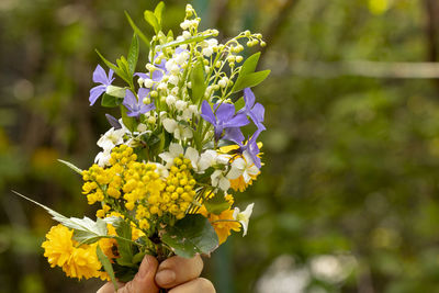 Close-up of hand holding purple flowering plant