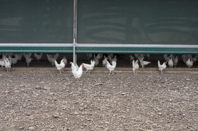 Group of hens on the beach