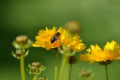 Close-up of bee pollinating on yellow flower