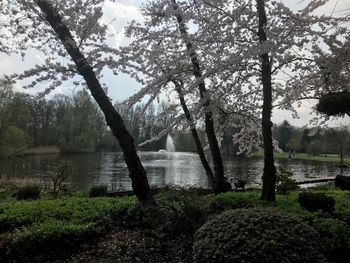 Trees by lake against sky