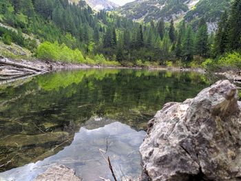 Scenic view of lake in forest